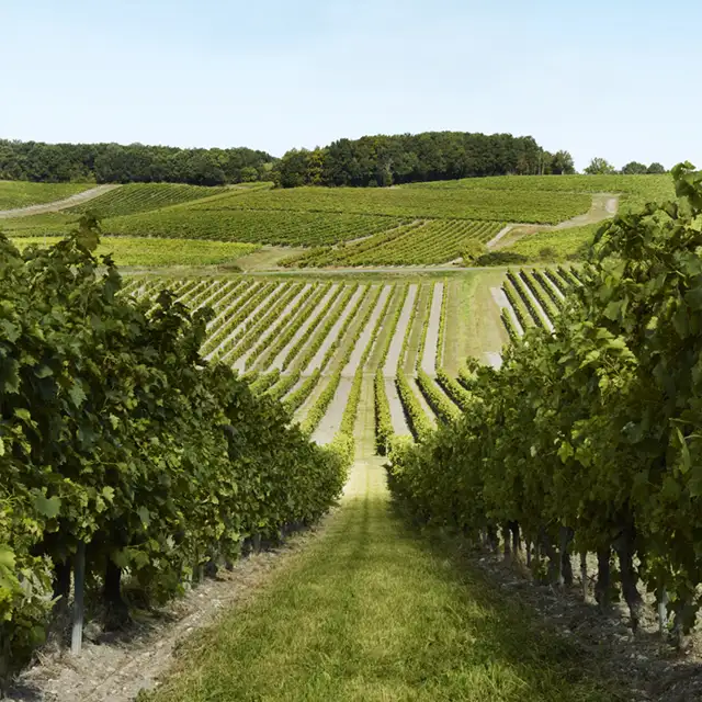 What is cognac? - Discover cognac - Remy Martin - USA