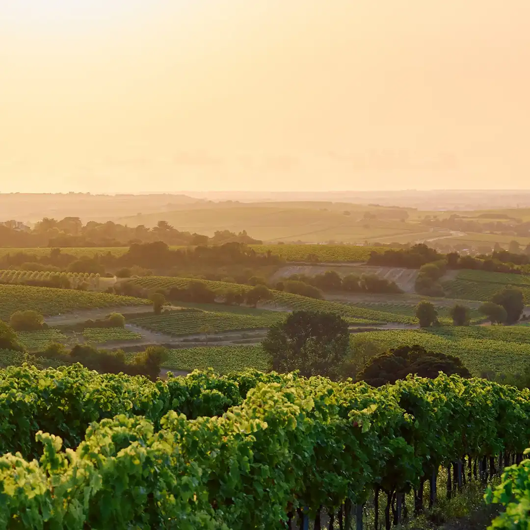 What is cognac? - Discover cognac - Remy Martin - USA